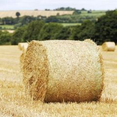 Round Bales Barley Straw