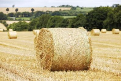 Round Bales Barley Straw
