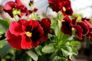 (P) Pansy seeds Clear Crystals Wine 0.3g