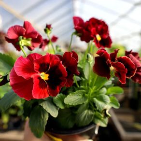 (P) Pansy seeds Clear Crystals Wine 0.3g