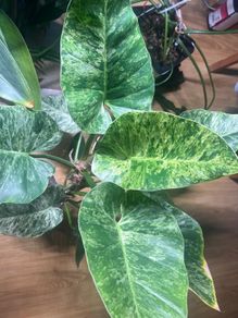 Philodendron Giganteum Blizzard Variegated
