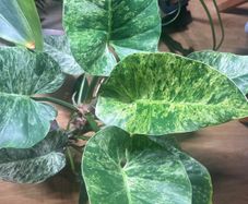 Philodendron Giganteum Blizzard Variegated