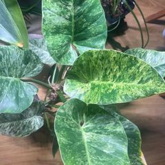 Philodendron Giganteum Blizzard Variegated