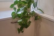 Epipremnum Aureum planter