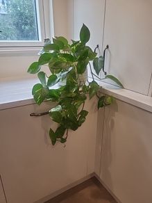 Epipremnum Aureum planter