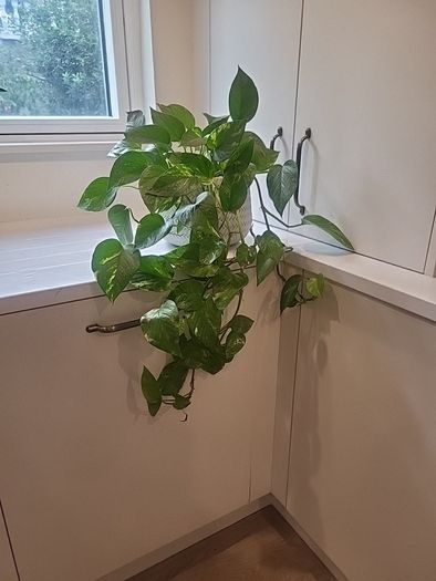 Epipremnum Aureum planter