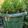 plants Image 3