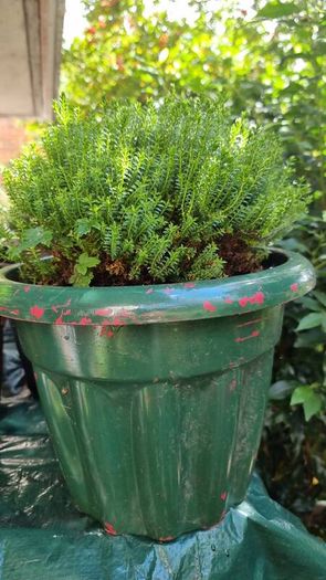 plants