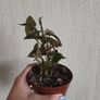 Syngonium Maria plant Image 2