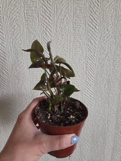 Syngonium Maria plant