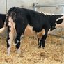 Hereford and Simmental Heifers Image 10