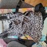 Fidella Fusion 2.0 Toddler Full Buckle Carrier Image 2
