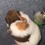 . Free Guinea Pig to a Good Home! (Carrigtwohill, Co. Cork)Due to moving, we are looking for a loving family for our wonderful and low-maintenance pet.About Teddy:Age: 1 year and 1 month old (young and healthy boy).Temperament: Very calm, quiet, and gentl Image 3