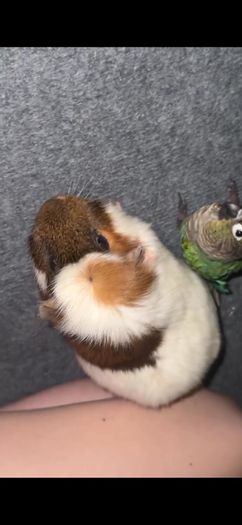 . Free Guinea Pig to a Good Home! (Carrigtwohill, Co. Cork)Due to moving, we are looking for a loving family for our wonderful and low-maintenance pet.About Teddy:Age: 1 year and 1 month old (young and healthy boy).Temperament: Very calm, quiet, and gentl