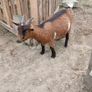 pygmy Goats Image 3