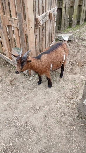 pygmy Goats
