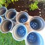 20x small plastic plant pot Image 3