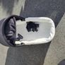 baby jogger pram Image 3