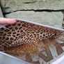 Glitter pouch Stay Wild Image 2