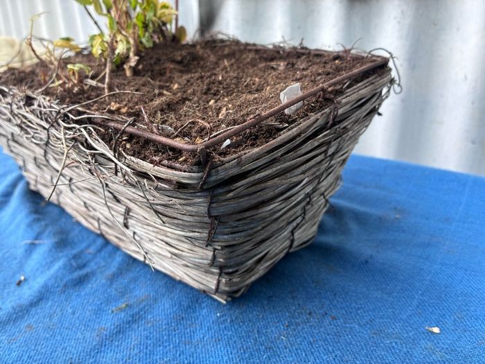 Wicker window box with ivy shrub