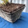 Wicker window box with ivy shrub Image 4