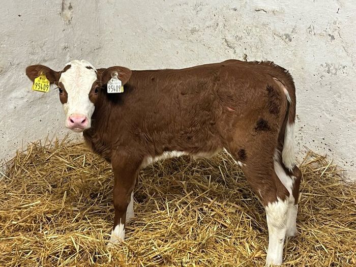 Super Red Simmental Heifer Calves