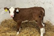 Super Red Simmental Heifer Calves