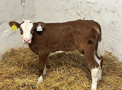 Super Red Simmental Heifer Calves