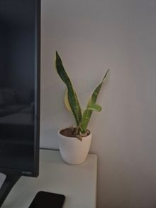 plant pot