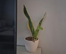plant pot