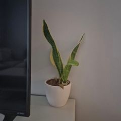 plant pot