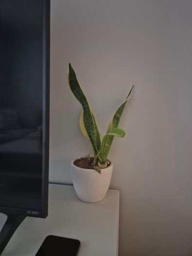 plant pot