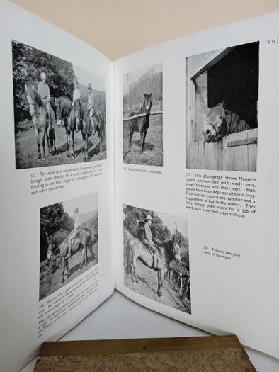 The Young Rider Picture Book by Golden Gorse (PT260)