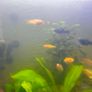 fish adoption Image 3