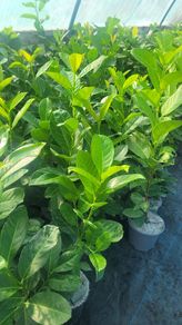Laurel Hedging