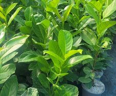 Laurel Hedging