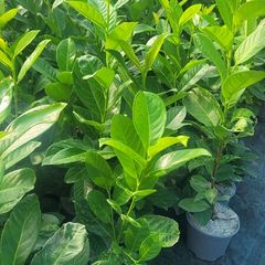 Laurel Hedging