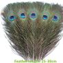 Peacock Feather Image 3