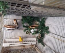 cages