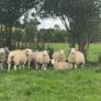 Ewe lambs Image 6
