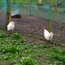 Roosters Image 4