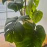 Monstera Thai- Constellation Image 2