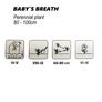 (G) Baby's Breath seeds 1g (883560) Image 2