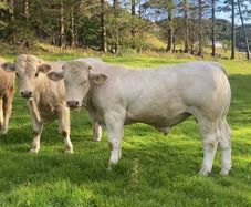 Pedigree Charolais bull