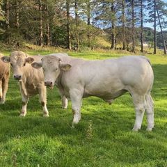 Pedigree Charolais bull