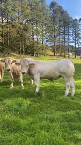 Pedigree Charolais bull