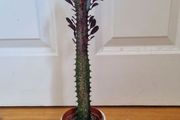 Euphorbia Trigona Rubra succulent