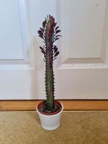 Euphorbia Trigona Rubra succulent
