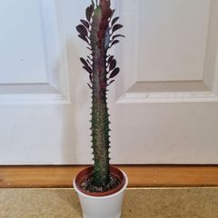 Euphorbia Trigona Rubra succulent