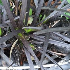 Ophiopogon 'Nigrescens' Grass